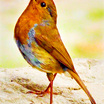 European Robin